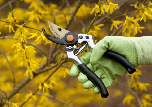 Pruning & woodland work